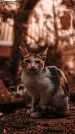 Close-up of cat sitting outside and staring at the camera in retro style