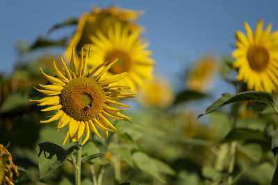 Close-up of yellow flowering plant against sky