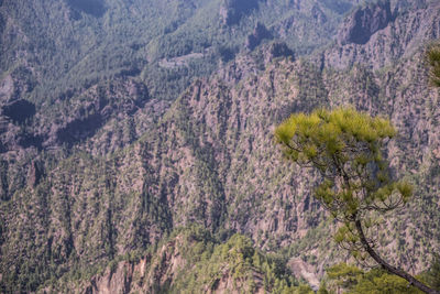 High angle view of trees in forest