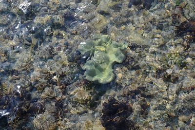 High angle view of fish swimming in sea