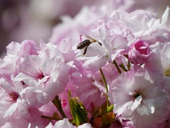 Close-up of bee pollinating on pink cherry blossom