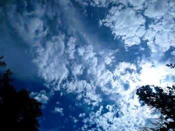 Low angle view of trees against blue sky