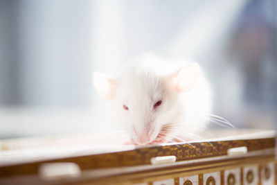 White rat with red eyes 