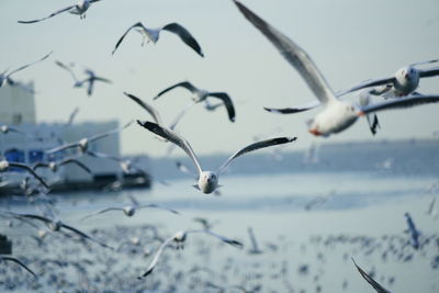 Close-up of birds flying against sky