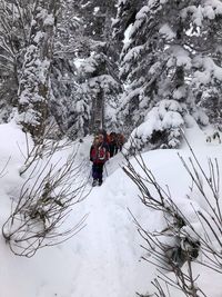 Rear view of snow covered plants on land