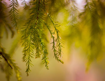 Close-up of pine tree branch