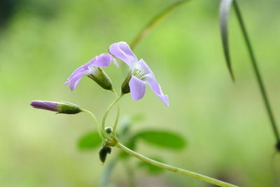 Close-up of purple flowering plant