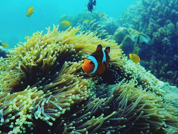 Clown fish swimming undersea