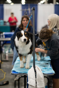 Rear view of people with dog