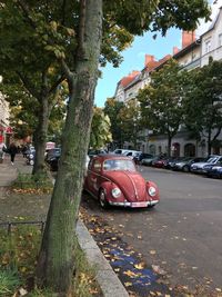 Cars on road by trees in city
