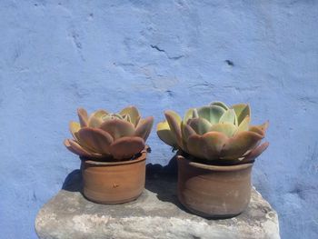 Close-up of potted plant against wall