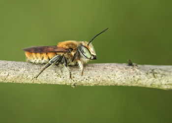 Close-up of insect perching on leaf