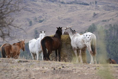 Horses grazing on field