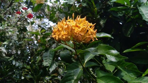 Close-up of flowers blooming in park
