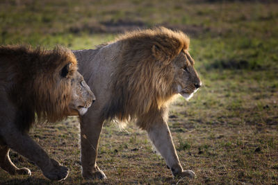 Side view of two cats on land