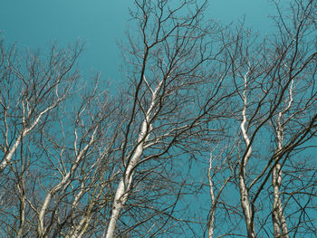 Low angle view of bare trees against blue sky