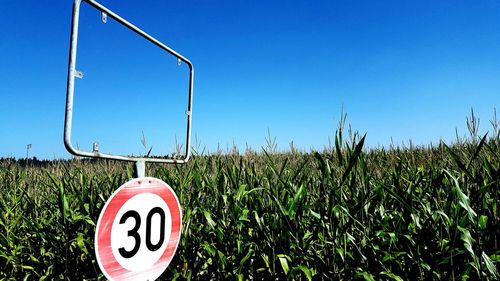 Plants growing on field against clear blue sky