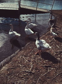 Close-up of birds