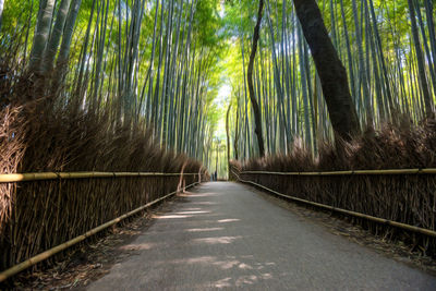 Road amidst trees in forest