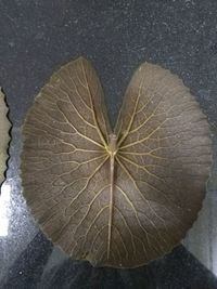 leaf