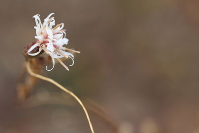 Close-up of flower against blurred background