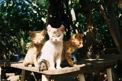 Kittens sitting on table in yard