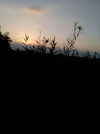 Silhouette plants against sky at sunset