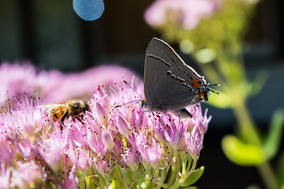 Close-up of butterfly pollinating on purple flower