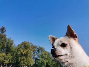 Dog looking away against clear blue sky