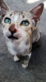 Close-up portrait of a cat