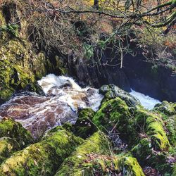 Scenic view of waterfall in forest