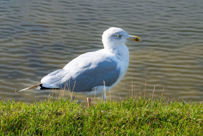 Close-up of seagull on a lake