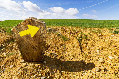 Close-up of yellow field against sky