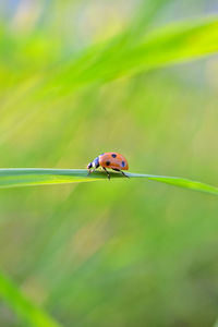 Close-up of ladybug on a plant