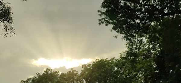 Low angle view of sunlight streaming through silhouette trees against sky