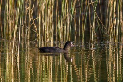 Duck swimming in lake