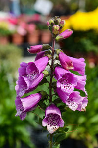 Close-up of pink flowers blooming outdoors