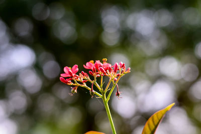 Close-up of red flowering plant