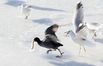 View of birds on snowy land