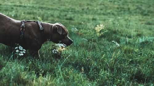 Dog on grassy field