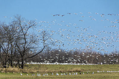 large group of animals