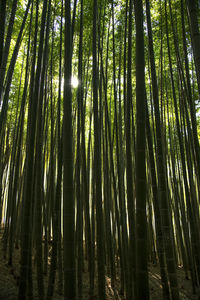 Low angle view of bamboo trees in forest