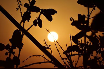 Low angle view of silhouette trees against sky during sunset