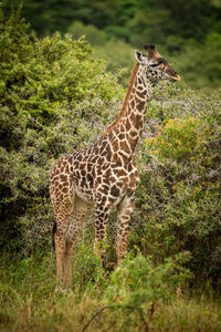 Giraffe by trees