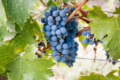 Close-up of grapes growing in vineyard