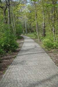 Narrow pathway along trees in park