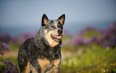 Close-up portrait of a dog