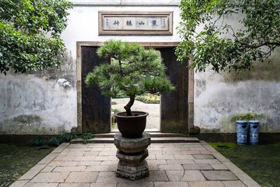 Potted plants against stone wall in park