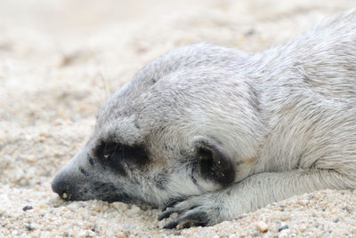 Close-up of meerkat relaxing on sand
