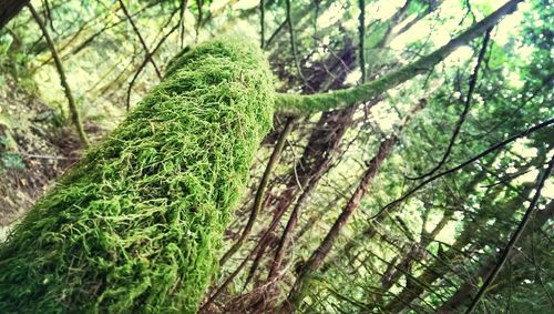 Low angle view of trees in forest